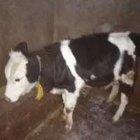 گاو گوساله روستای کومائین