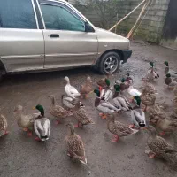 اردکهای پروازی کله سبزترین بالا