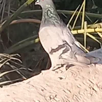 دو کفتر بازی کن|پرنده|ریگان, |دیوار