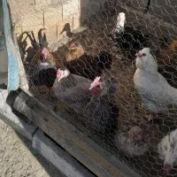 فروش تعدادی مرغ وخروس گلین|حیوانات مزرعه|شهر بابک, |دیوار