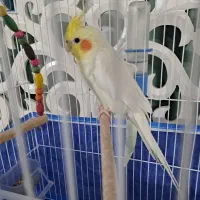 عروس هلندی نر