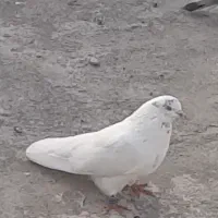 کبوتر اخمو پرش سنگین|پرنده|سرخنکلاته, |دیوار