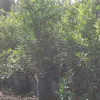 نهال انار گلدانی مرغوب|گل و گیاه طبیعی|زرندیه, |دیوار