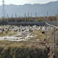 عمده ارک ومرغ