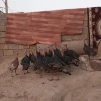 بوقلمون فروش|حیوانات مزرعه|آبدانان, |دیوار