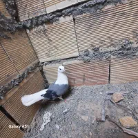 کبوتر