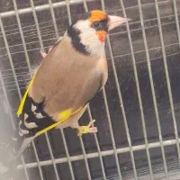 سهره|پرنده|سرپل ذهاب, |دیوار