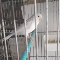 قناری نروماده وایت