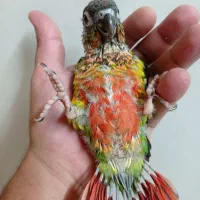 گرینچیک سرلاکی|پرنده|مشهد, شهید فرامرز عباسی|دیوار