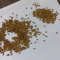 بذر یونجه|گل و گیاه طبیعی|گلپایگان, |دیوار