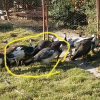 جوجه طاووس هندی و مصری|حیوانات مزرعه|محمدبار, |دیوار