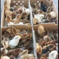 جوجه بومی گلپایگانی