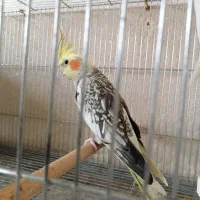 عروس هلندی