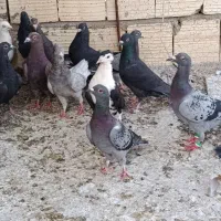پلاکی بیرونی|پرنده|شیراز, دارالرحمه|دیوار