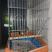 فروش قفس پرنده فوق العاده سالم|لوازم جانبی حیوانات|تهران, جنتآباد شمالی|دیوار