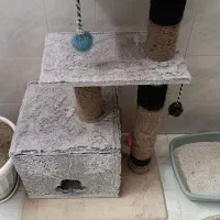 اسگرچر گربه