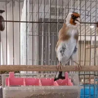 سهره نر|پرنده|کرج, کوی مهر|دیوار