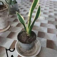 تعدادی گل ارزان|گل و گیاه طبیعی|میبد, |دیوار