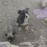 واگذاری سگ پرساکاناریو