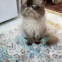 گربه هیمالین