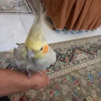 عروس هلندی|پرنده|شاهین‌شهر, گرگاب|دیوار