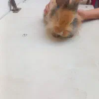خرگوش