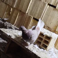 کاشانی|پرنده|مسجد سلیمان, |دیوار