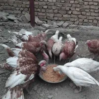 حیوانات|حیوانات مزرعه|بروجرد, |دیوار