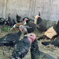 بوقلمون ۳ الی ۴ ماه|حیوانات مزرعه|کازرون, |دیوار