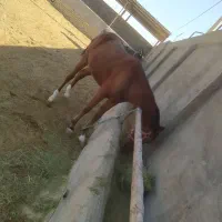 فروش اسب ماده