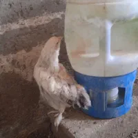 جوجه های سه ماهه خاصا