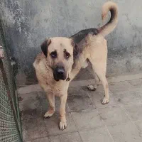 پژدر|سگ|بومهن, |دیوار