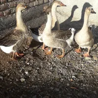 قوغاز