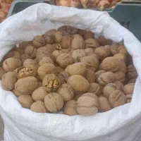 باغدار.گردو.پسته وحشی