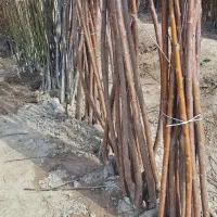 گیلاس تکدانه صادراتی
