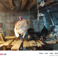 بوقلمون|حیوانات مزرعه|لنگرود, |دیوار