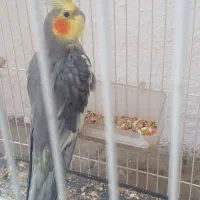 طوطی عروس فروشی