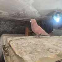 کبوتر راعبی سرخ دست آموز