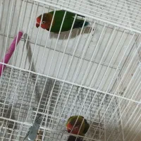 فروش عروس هلندی و کتوله برزیلی|پرنده|بیرجند, |دیوار