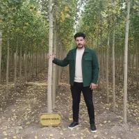 نهال صنوبر صنعتی، سرمایه‌گذاری مطمئن در اصفهان