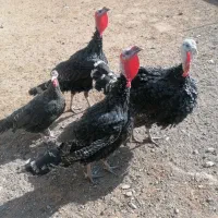 بوقلمون|حیوانات مزرعه|سبزوار, قصبه شرقی|دیوار