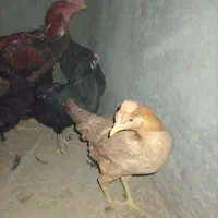 مرغ و خروس|حیوانات مزرعه|یزد, |دیوار