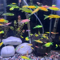 ماهی آکواریوم کالر-گوپی-زبرا-نئون-مولی و تجهیزات