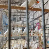 فنچ نوک دورنگ|پرنده|کهریزک, |دیوار