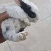 خرگوش  چشم شرابی|موش و خرگوش|شهریار, شهرک وائین|دیوار