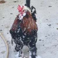 خروس سلطان
