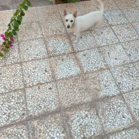 فروش سگ پاکوتاه خارجی