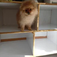 پامر اهلی خانگی(رایگان نیست)