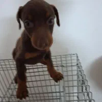 دبرمن|سگ|کاشان, شهرک فرهنگیان|دیوار