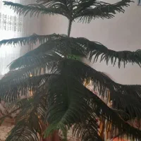 کاج طبقاتی ۲متری